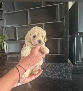 Beautiful F1 teacup maltipoo