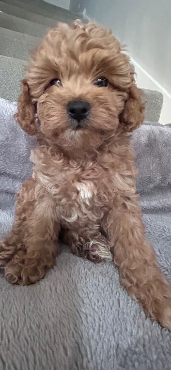 Beautiful tiny f1bb cavapoo pra clear puppies