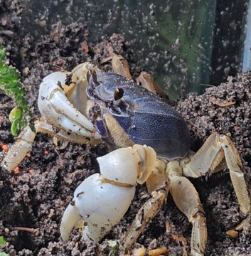 Blue Christmas Island Crabs Pair- Rare in hobby