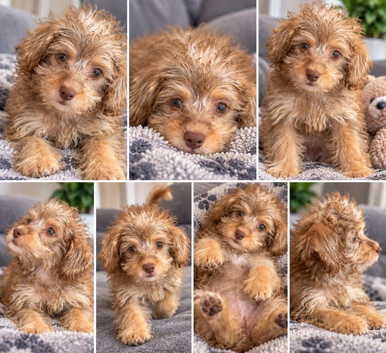 Beautiful Yorkiepoos