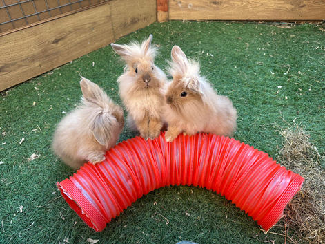 Mini Lion lop rabbit