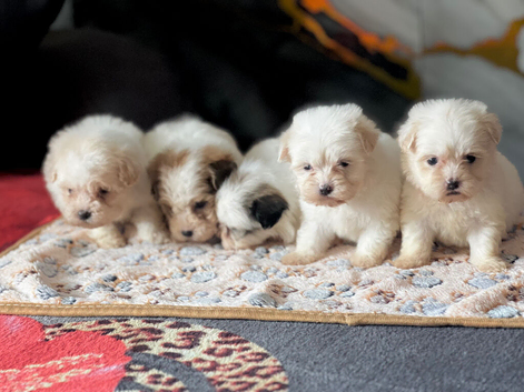 Malshi mini toy puppies