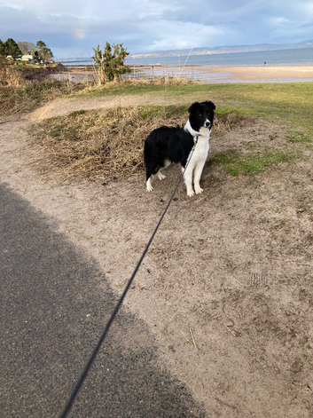Border collie available for re homing