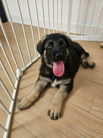 German Shepherd Dog Puppy