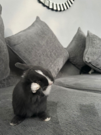 2 lovely bunny&rsquo;s for sail