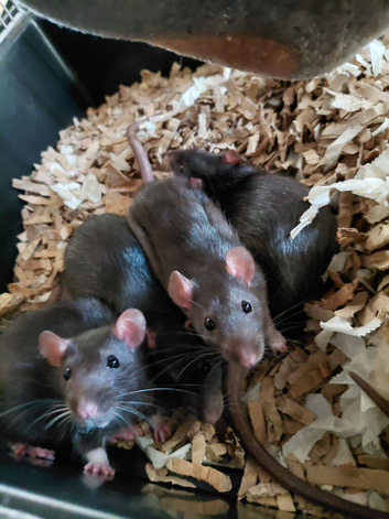 3 females left 2 males left