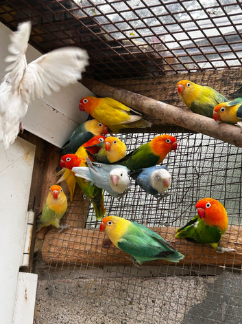 Adorable Lovebirds available