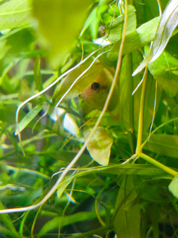 Fish for rehoming