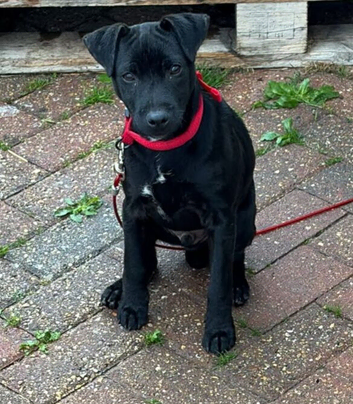 Patterdale terrier