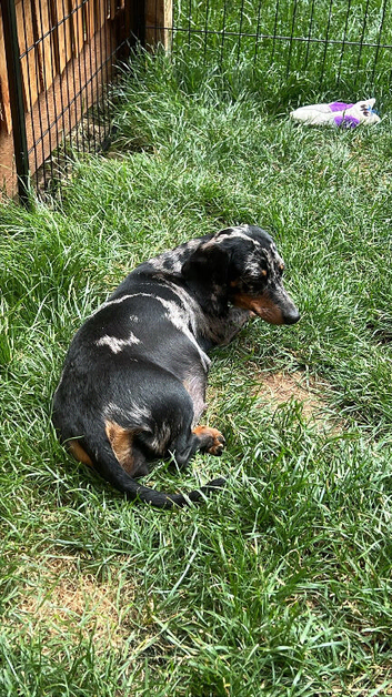 Mini dachshund female