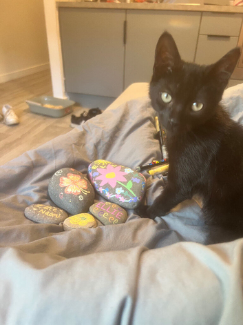 black boy kitten