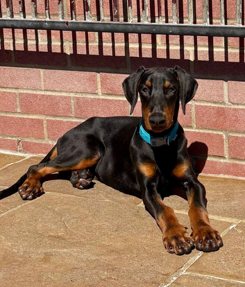 Top Quality Male Dobermann Puppy