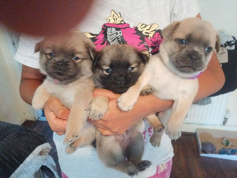 Puppies sale out this world