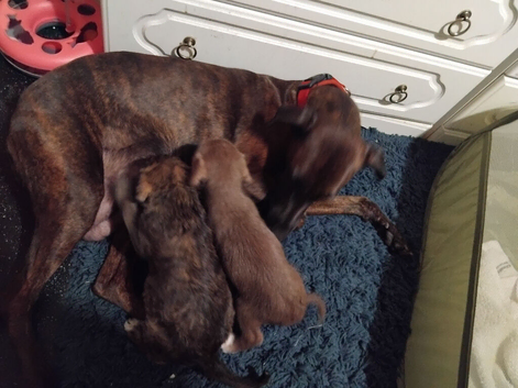 2 bedlington terrier cross lurcher puppies