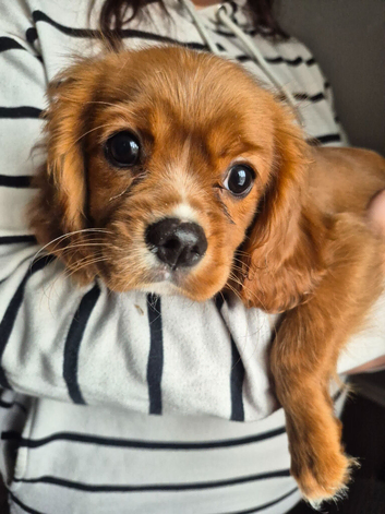 Beautiful little girl ready now