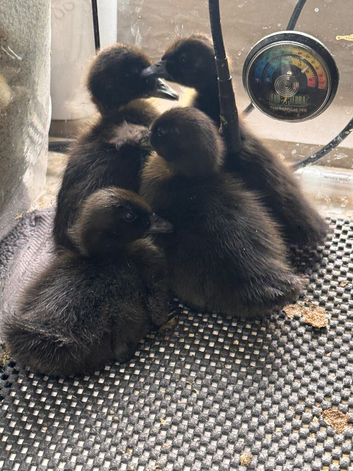 Cayuga duckings