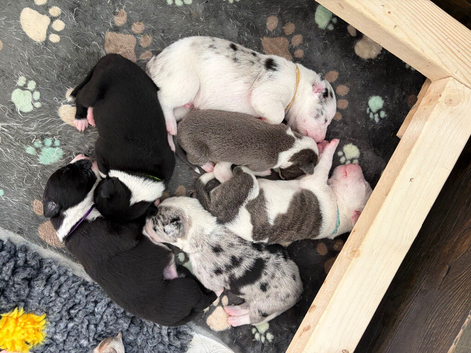 Beautiful Bull/Greyhound puppies