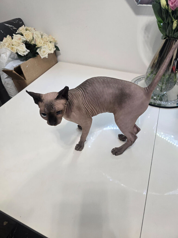 Female Sphynx Kitten