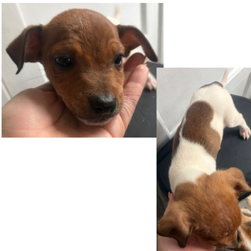 Last Jack Russell puppy