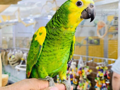 Blue Fronted amazon hand reared,18