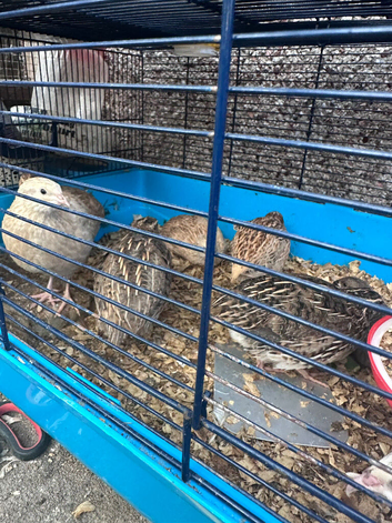 Japanese Quails