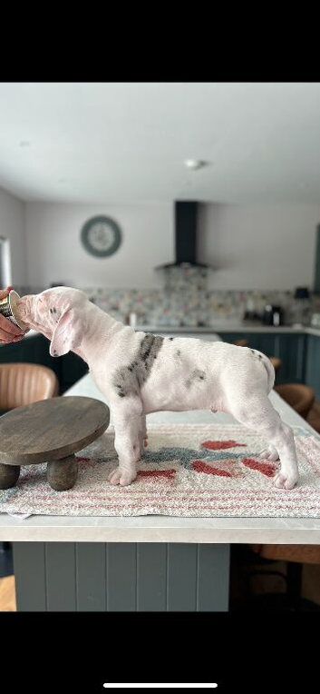 Wonderful litter of great Dane&rsquo;s ballincollig