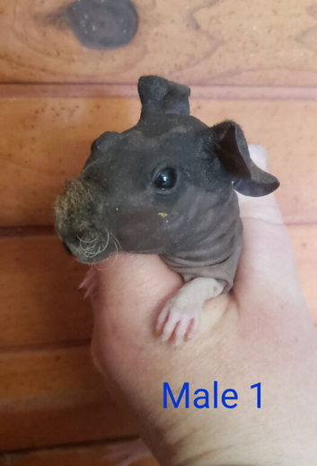 Skinny pig Babies male and females available now