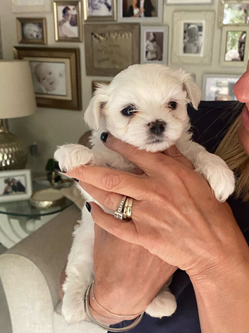 Maltese puppies