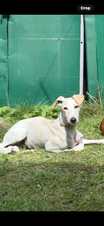 Saluki pip