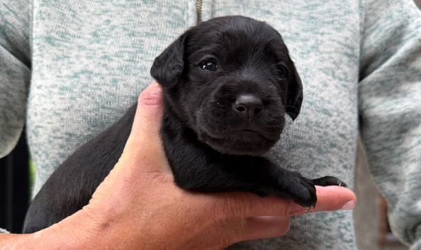 Cocker spaniel patterdale cross puppies