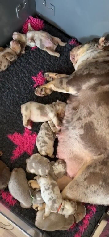 English bulldog puppies for sale males and females