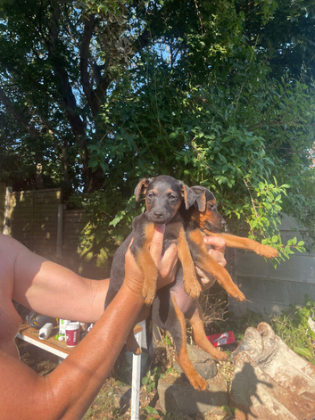 Lakeland patterdale black and tan puppies