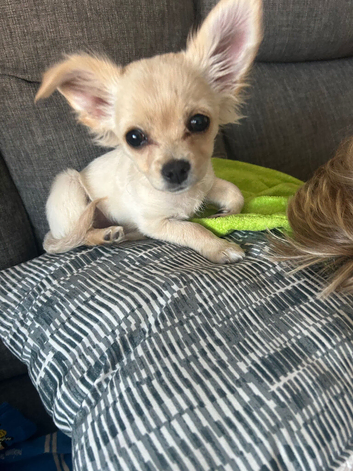 Chihuahua puppy