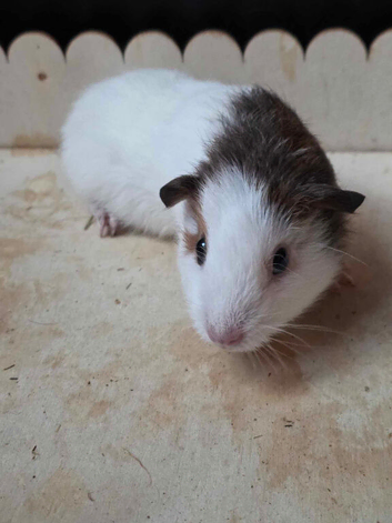 White and brown boy guinea pig