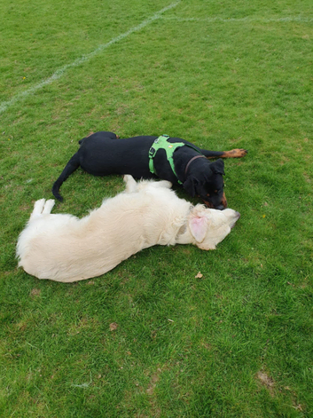 Reliable and conscientious dog walker /sitter walking in small groups.