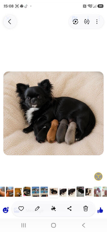 Pedigree chihuahuas