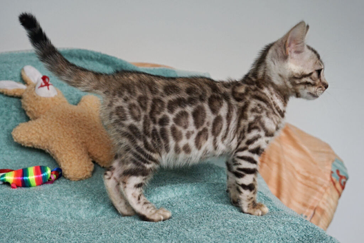 Gorgeous Bengal Rosette Girl Kitten