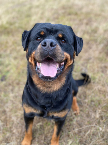 Proven ADRK KC Rottweiler for stud