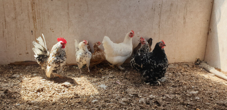 Mixed bantams