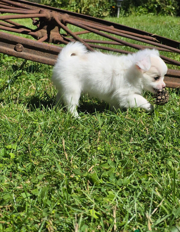 Stunning Long-Haired Chihuahua Puppies