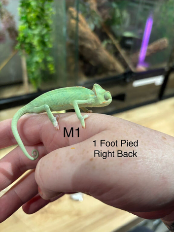 2x Male CB26 Yemen Chameleon Babies AVAILABLE NOW