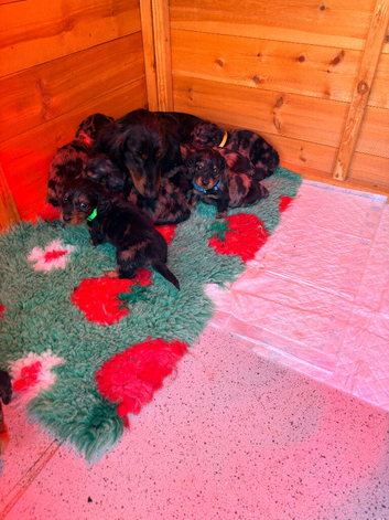 Small long mini Dachshund