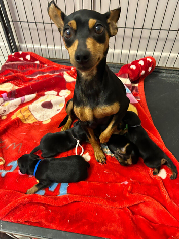 4 mini pinschers