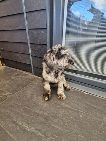 Female Cockerpoo
