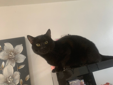 Black young cat in need of rehomeing