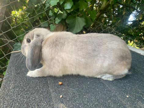 Beautiful mini lop buck