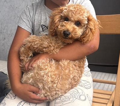 Tooy poodle
