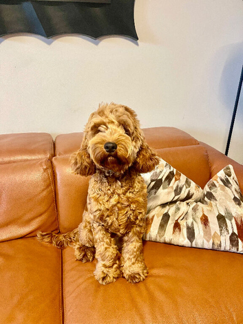 F1 Cockapoo puppies