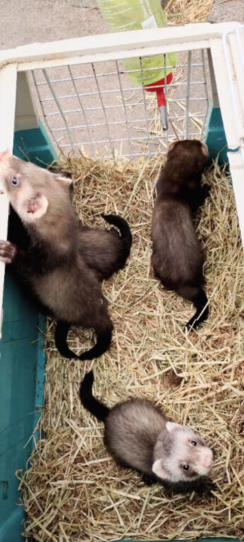 Good Standard and Half Micro litters Ready Now