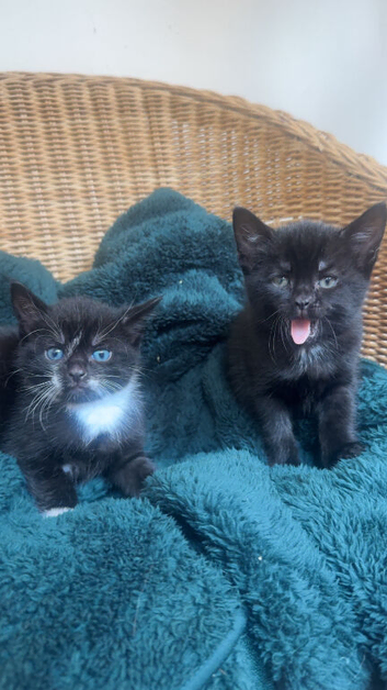 Ready now - 3 tuxedo kittens